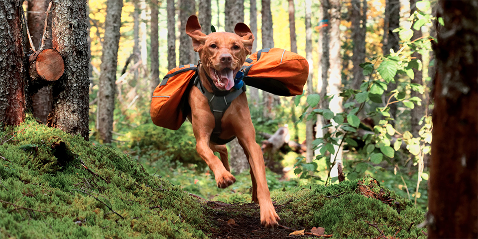 want-your-dog-to-hike-with-you?-try-these-10-must-have-items